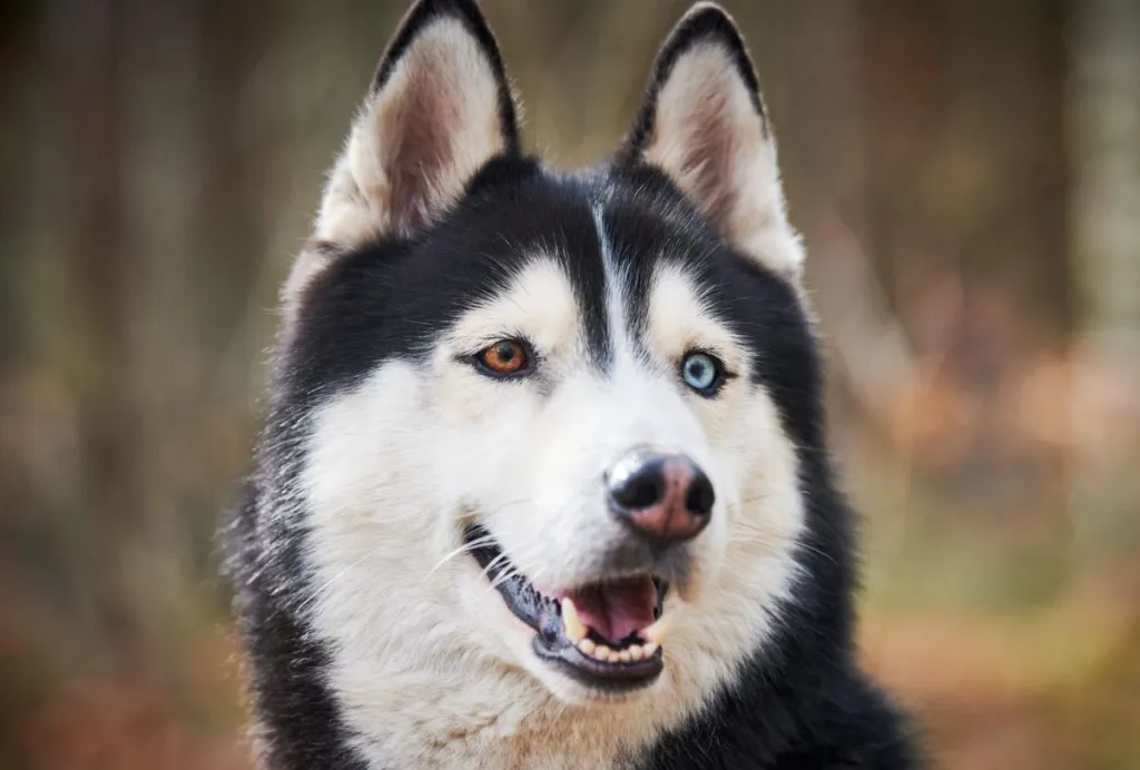 husky